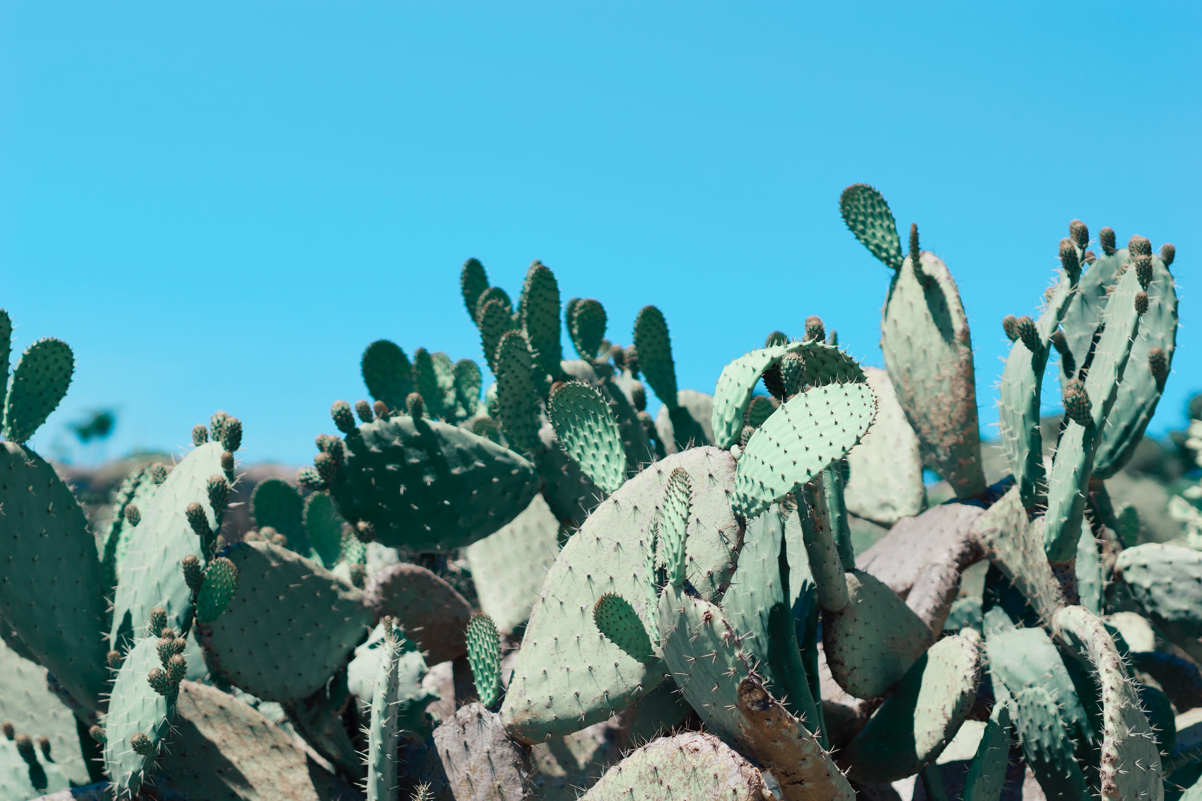prickly pear cactus symbol of the Sicilian landscape