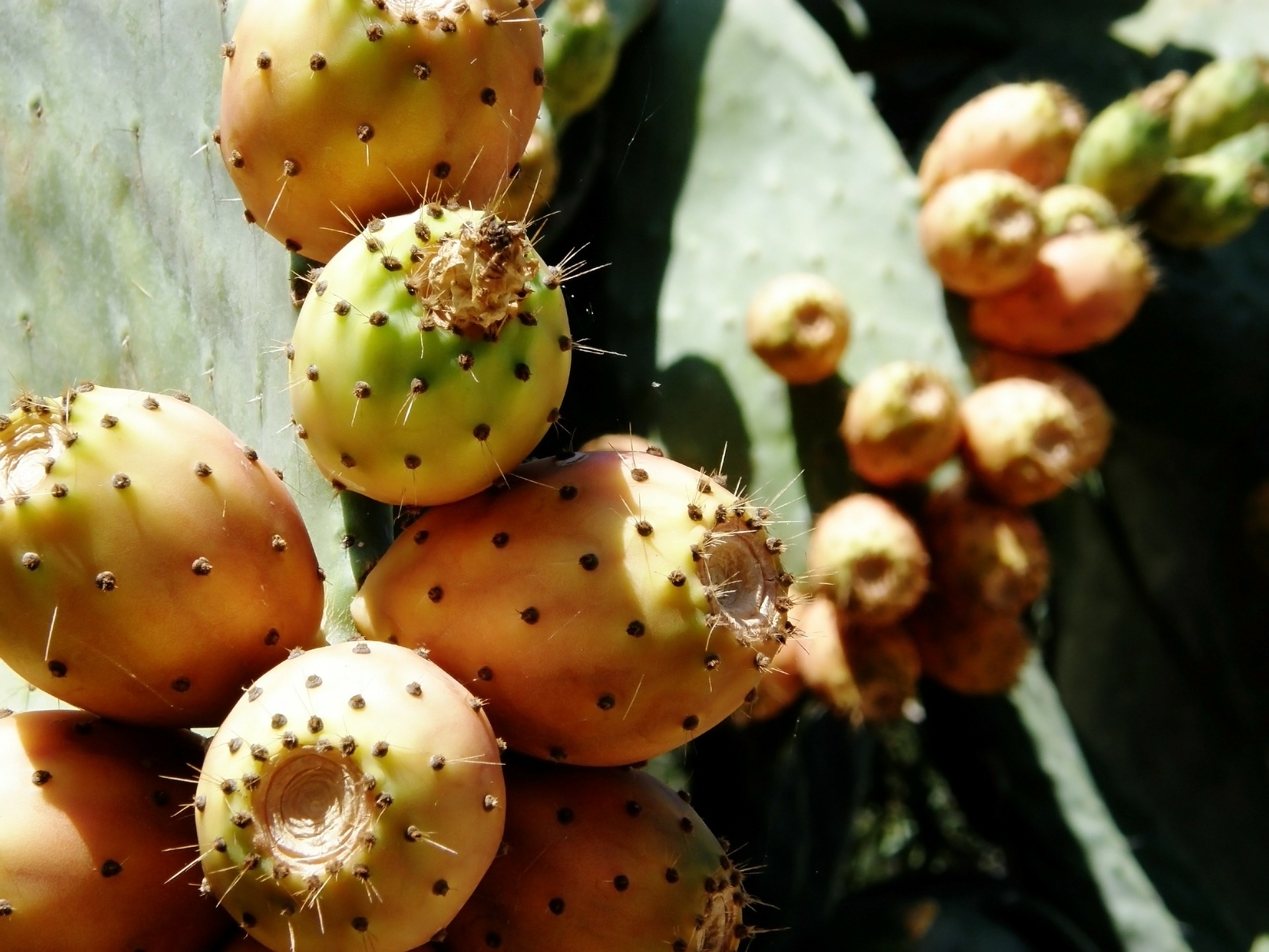 Prickly Pears Sicily