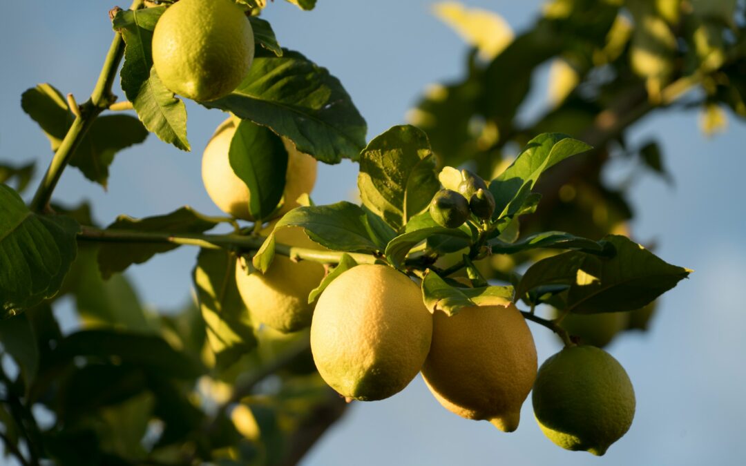 Sicilian lemons from Etna: IGP citrus, marmalades and chutneys